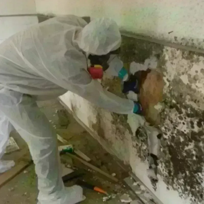 Mold Remediation and Removal in Royalton, MN